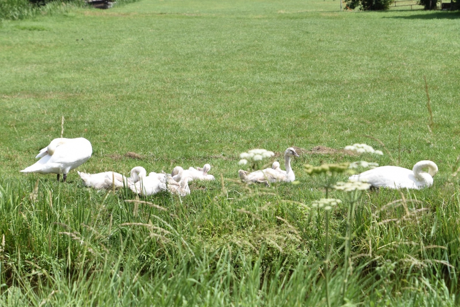 Familie zwaan - Vogels - 