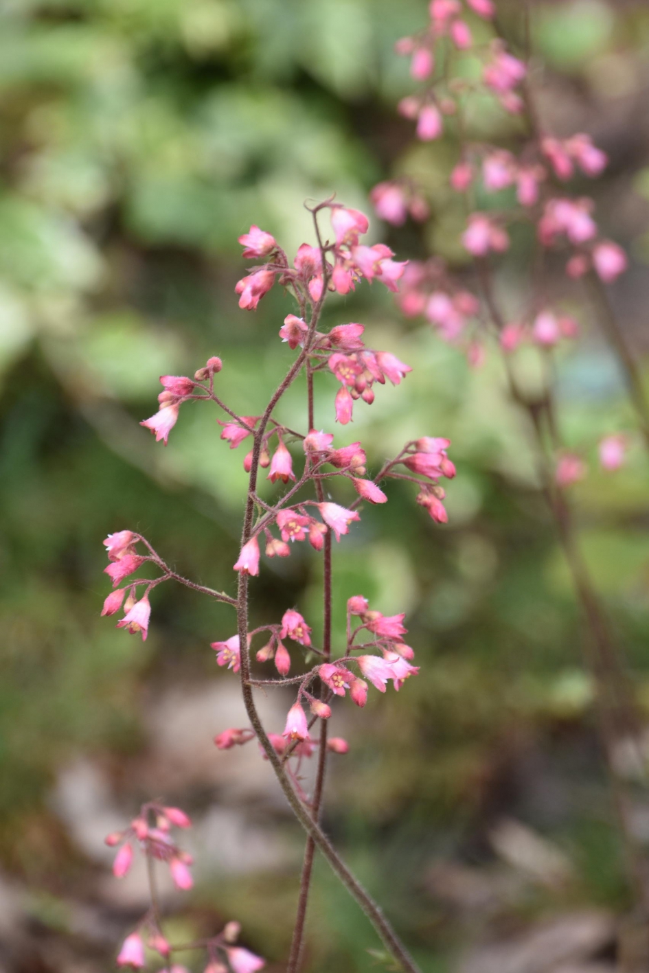 Fijntjes - Planten - 