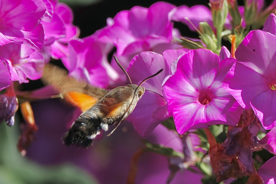 Flitsende tuinbezoeker - Geleedpotigen - Kolibrievlinder