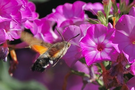 Flitsende tuinbezoeker