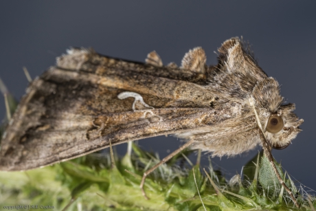 Gamma-uil (Autographa gamma)