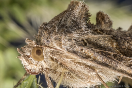 Gamma-uil (Autographa gamma)