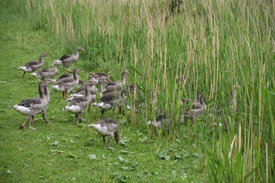 Ganzen groep - Vogels - 