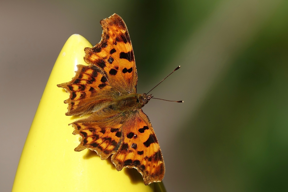 Gehakkelde Orelia - Geleedpotigen - Gehakkelde Orelia
