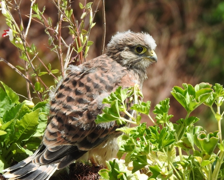 Geland.... in de bloembak