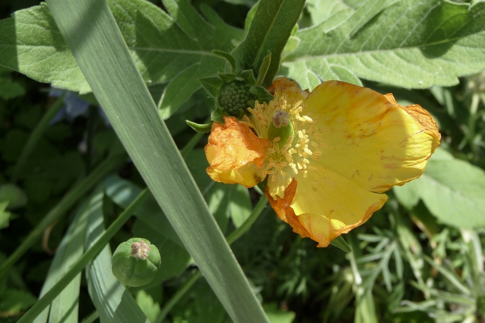 Gele bloem? - Planten - 