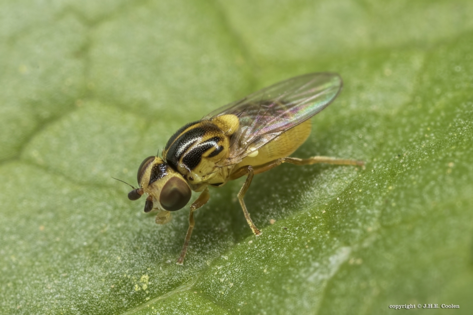 Gele halmvlieg (Chlorops pumilionis) - Geleedpotigen - Gele halmvlieg