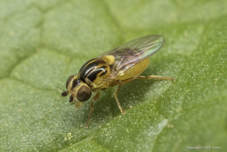 Gele halmvlieg (Chlorops pumilionis)
