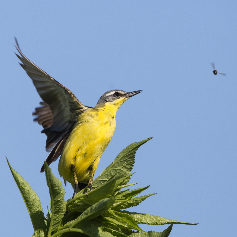 Gele Kwik ziet ze vliegen ... - Vogels - Gele kwikstaart