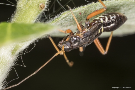 Geribde prachtblindwants