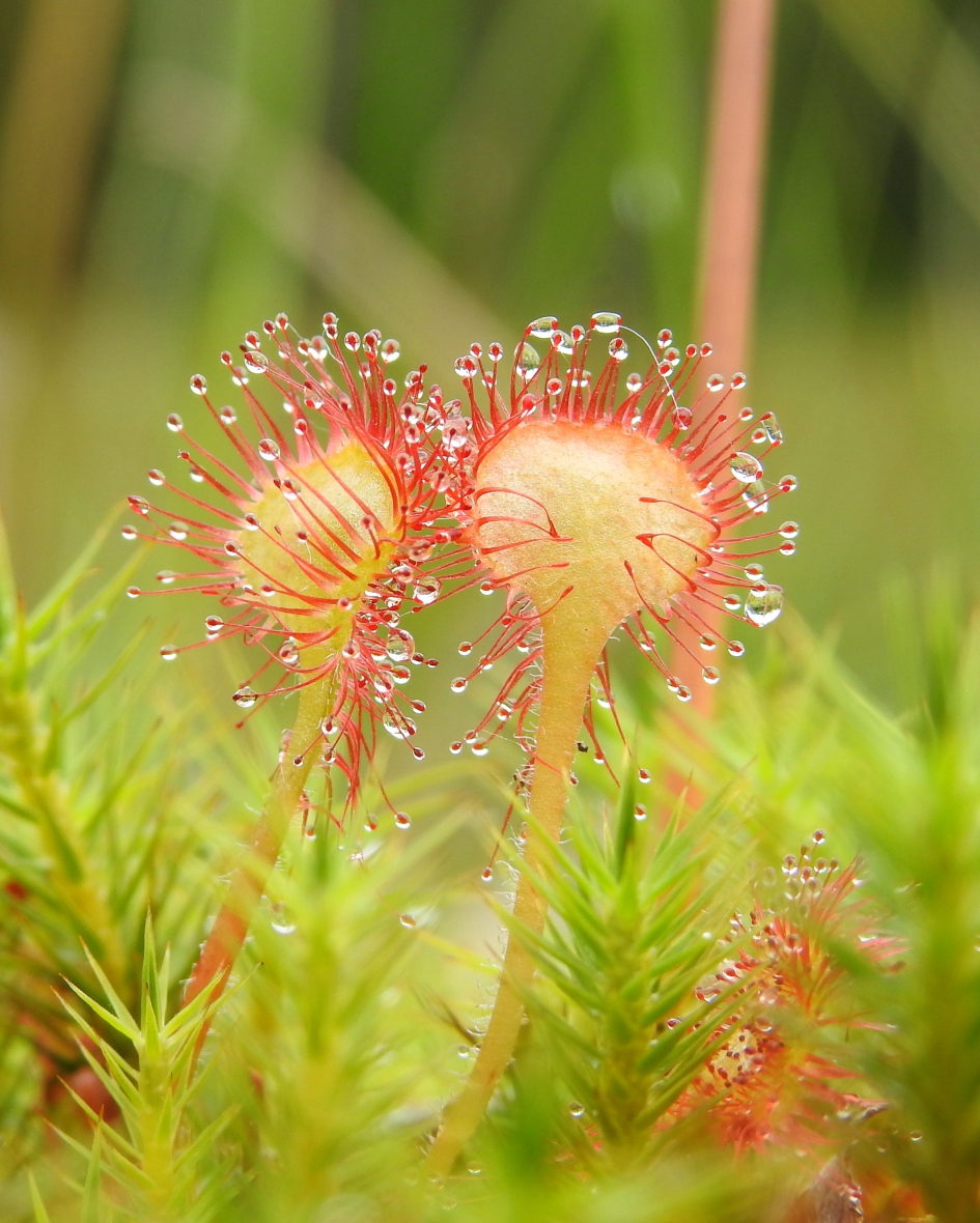 Gevaarlijke zonnetjes - Planten - Ronde zonnedauw