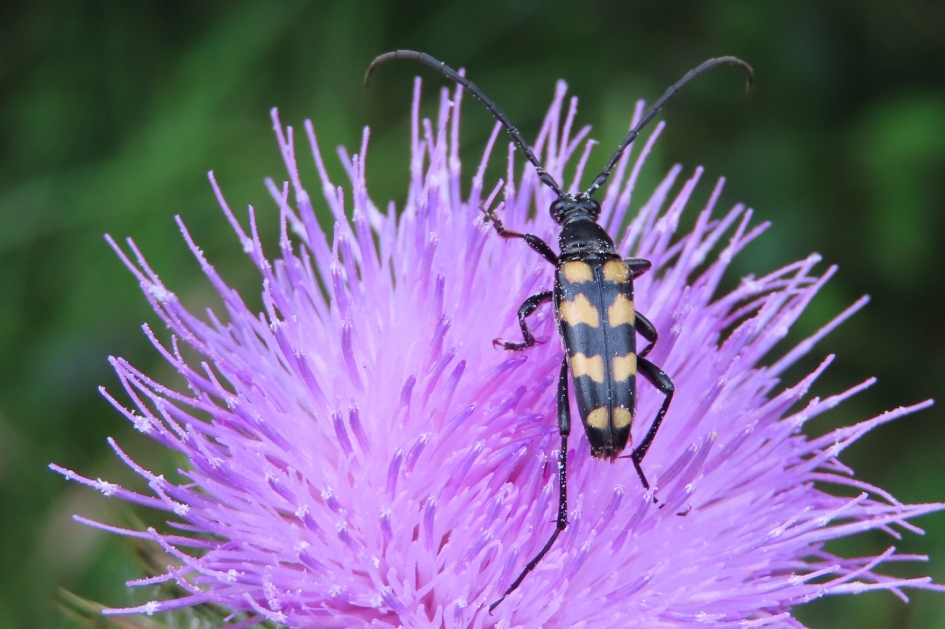 Gevlekte smalboktor - Geleedpotigen - Gevlekte smalboktor, ook ietwat een wesp imitatie. Vlekken zijn wat onregelmatig.