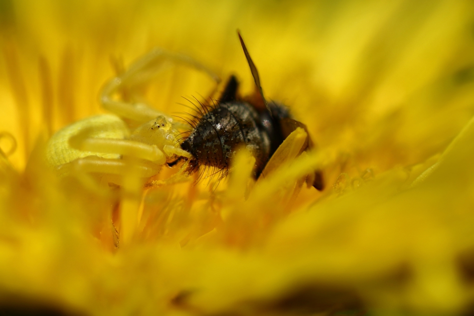 gewone kameleonspin - Geleedpotigen - gewone kameleonspin
