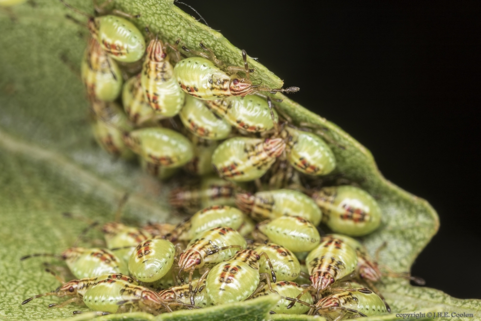 Gewone kielwants (Elasmucha grisea) - Geleedpotigen - Gewone kielwants