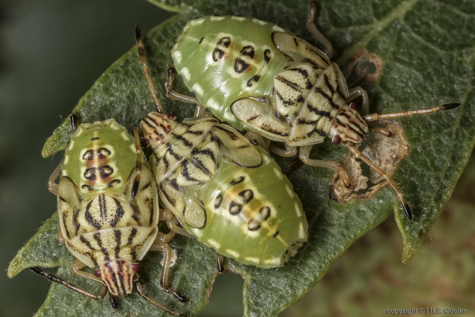 Gewone kielwants (Elasmucha grisea) - Geleedpotigen - Gewone kielwants