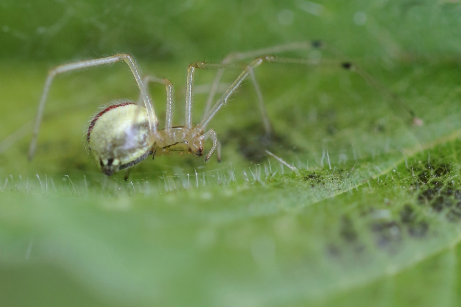 gewone of vergeten tandkaak - Geleedpotigen - gewone of vergeten tandkaak