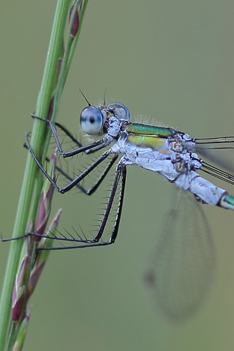 gewone pantserjuffer -m-