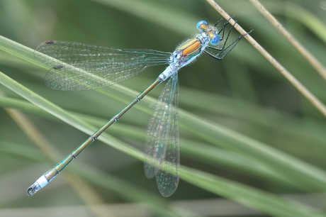 Gewone Pantserjuffer man