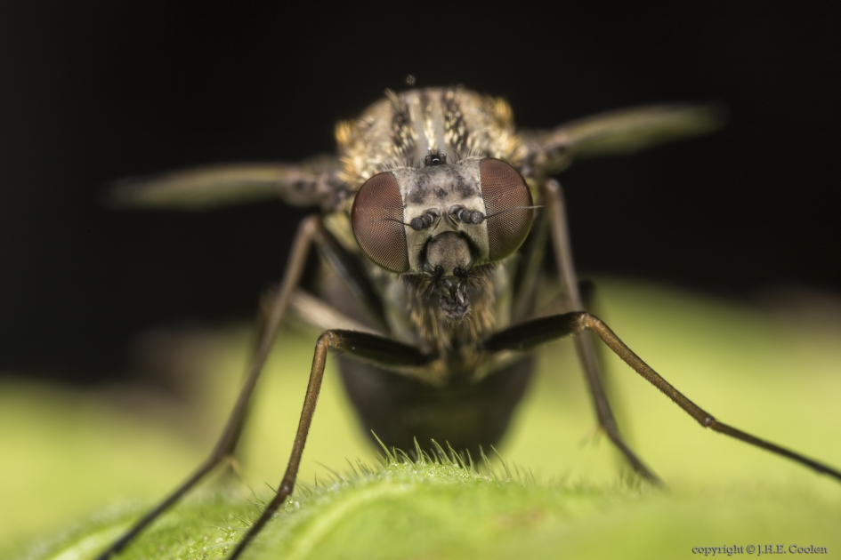 Gewone schubsnipvlieg (Chrysopilus cristatus) - Geleedpotigen - Gewone schubsnipvlieg