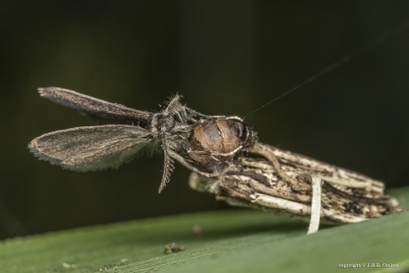 Gewone zakdrager (Psyche casta)