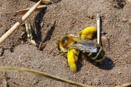 Gravend vrouwtje Pluimvoetbij