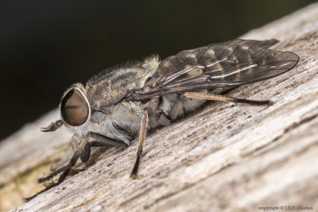 Grijze runderdaas (Tabanus autumnalis)