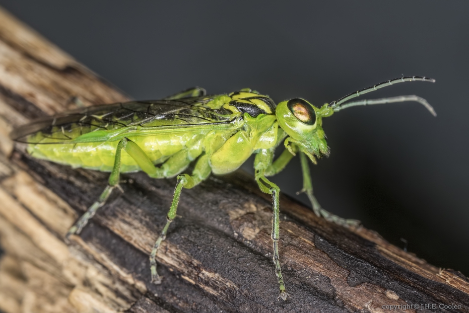 Groene bladwesp (Rhogogaster viridis) - Geleedpotigen - Groene bladwesp