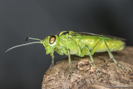 Groene bladwesp (Rhogogaster viridis)