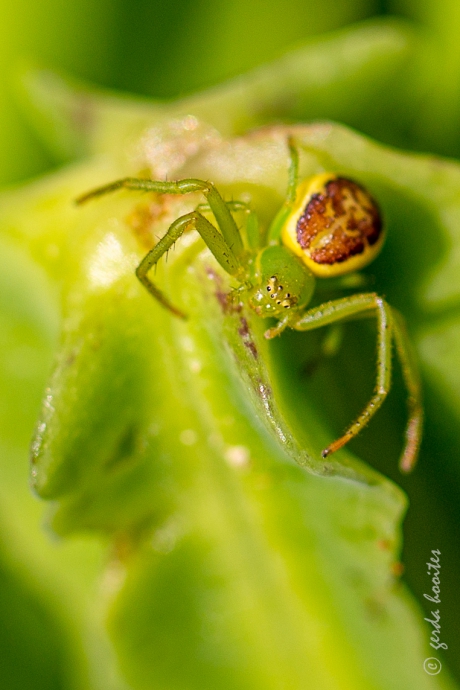 Groene krabspin