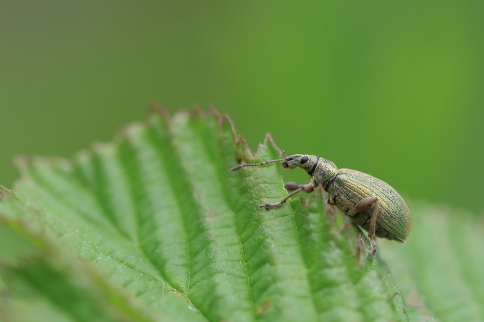 groene snuitkever - Geleedpotigen - groene snuitkever