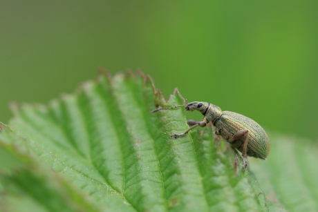 groene snuitkever
