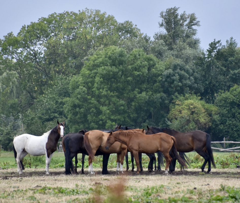 Groep paarden - Zoogdieren - 