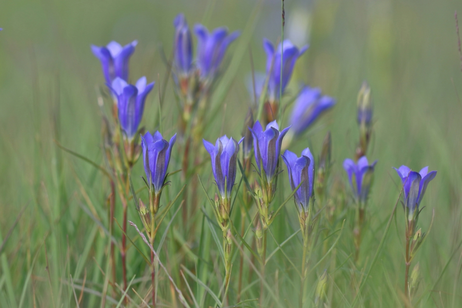 groepsfoto van de klokjesgentiaan - Planten - klokjesgentiaan