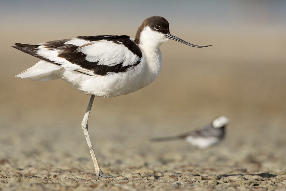 Groot - Vogels - Kluut