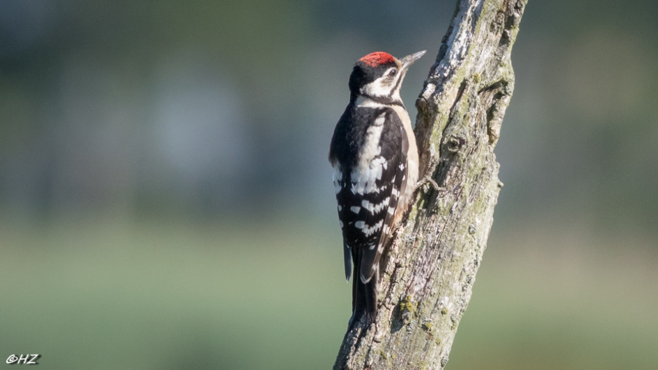 Grote bonte specht - Vogels - Grote bonte specht
