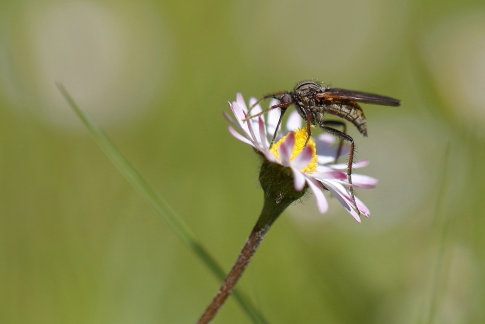 grote dansvlieg - Geleedpotigen - grote dansvlieg
