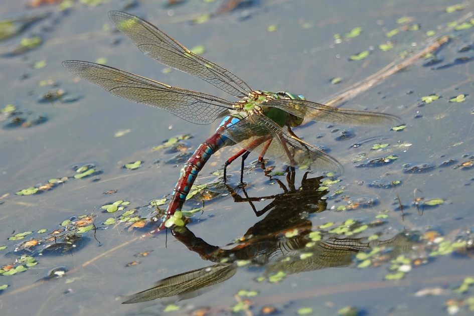 Grote Keizerlibel - Geleedpotigen - Grote Keizerlibel
