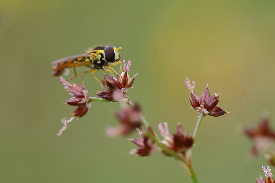 grote langlijf - Geleedpotigen - grote langlijf