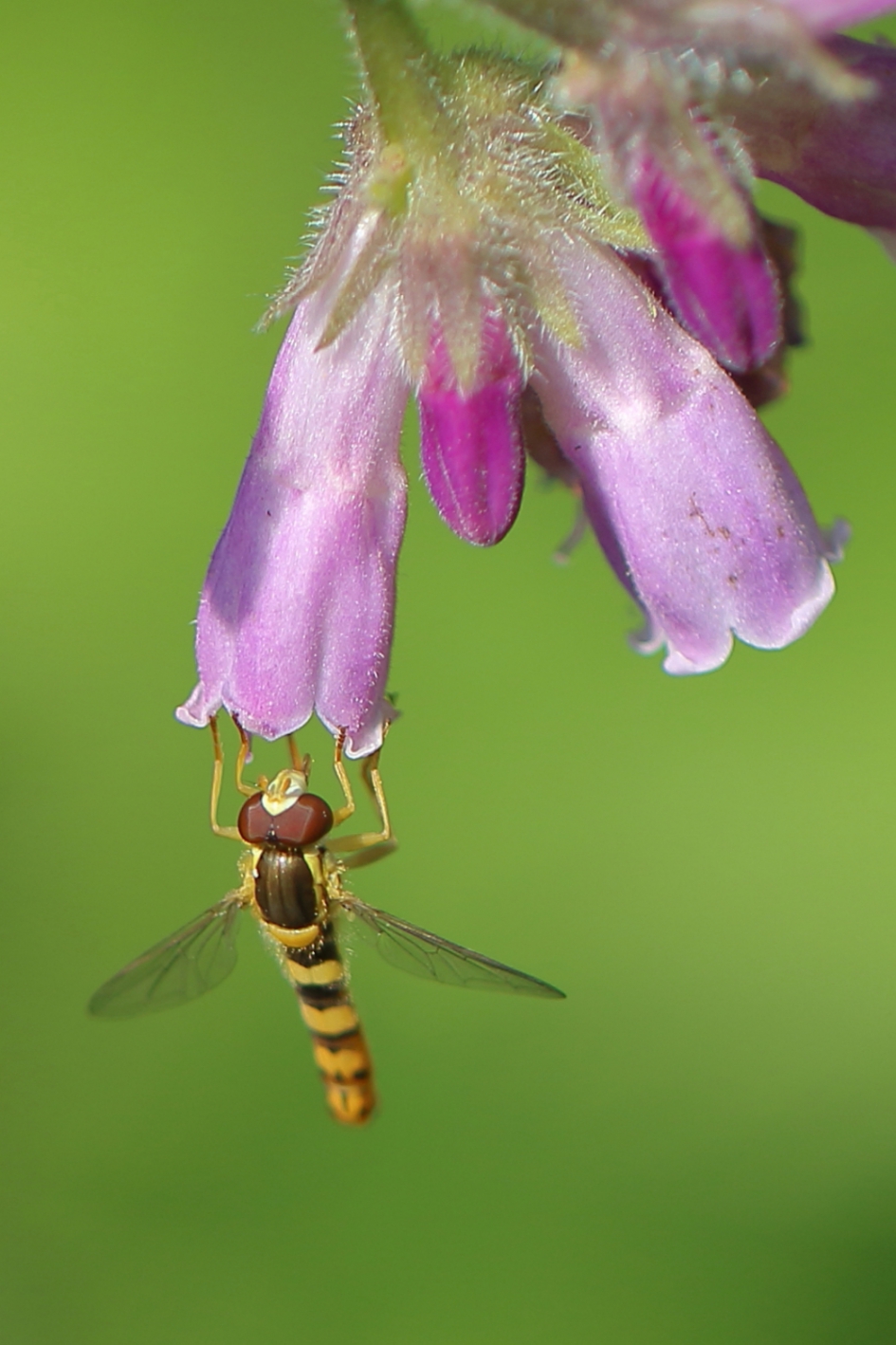 grote langlijf - Geleedpotigen - grote langlijf