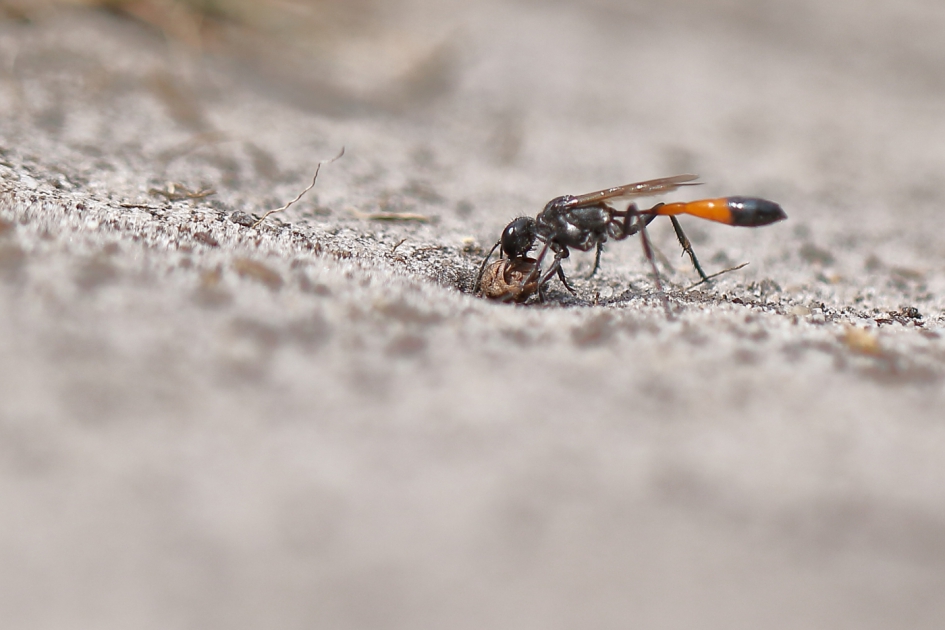 grote rupsendoder - afdekmateriaal- - Geleedpotigen - grote rupsendoder