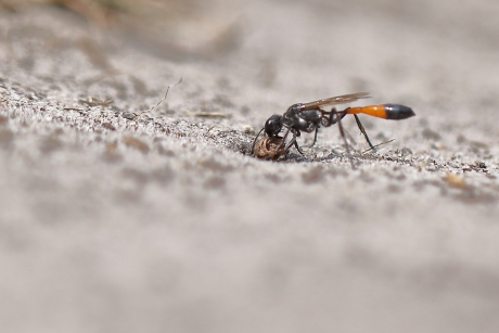 grote rupsendoder - afdekmateriaal-