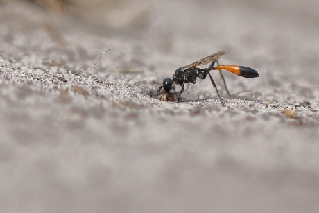 grote rupsendoder - holletje dichten-