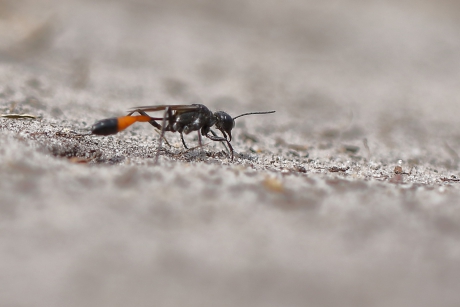grote rupsendoder - meer zand erover-