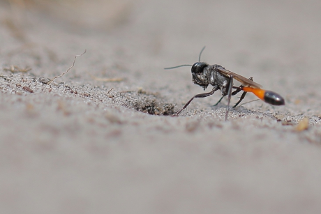 grote rupsendoder -bolletje naar holletje-