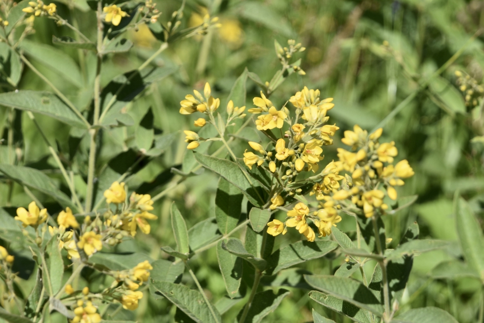 Grote wederik - Planten - 