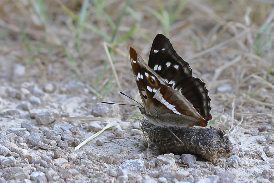 grote weerschijnvlinder - Geleedpotigen - grote weerschijnvlinder