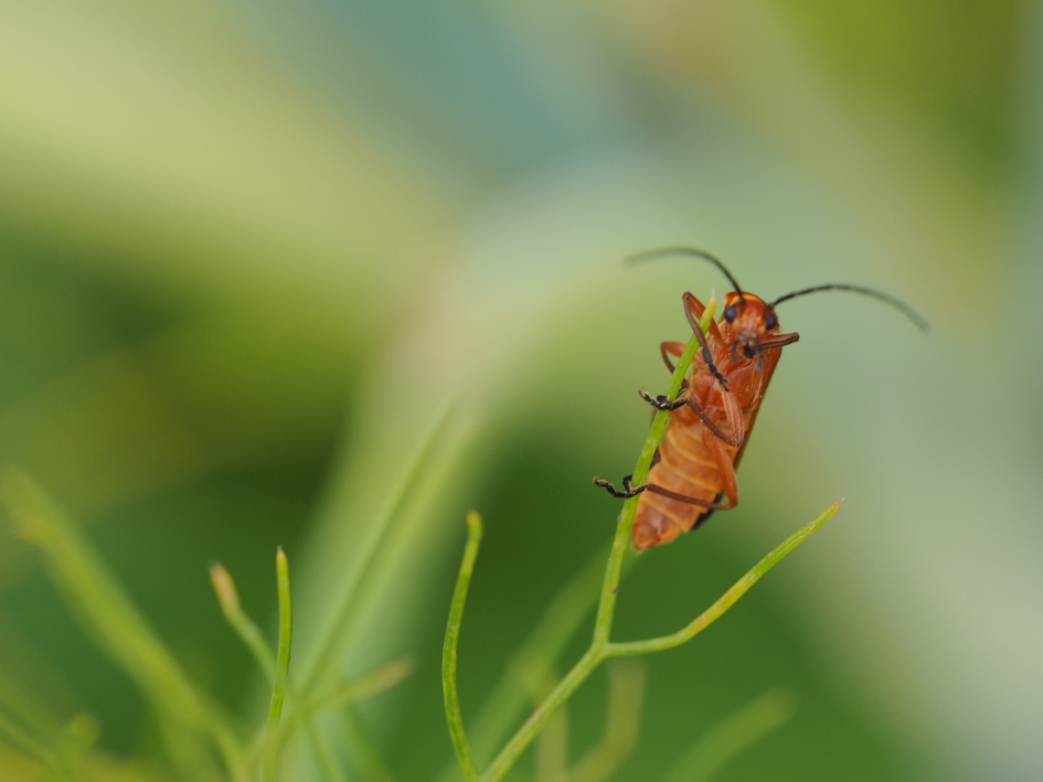 Hangend in de wind - Geleedpotigen - Rode weekschildkever