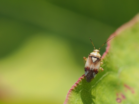 Hartje op het schild
