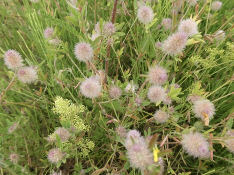 Hazenpootjes
