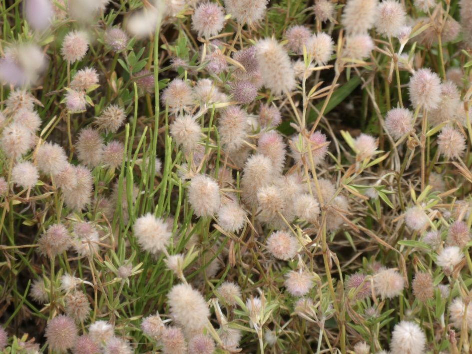 Hazenpootjes - Planten - 